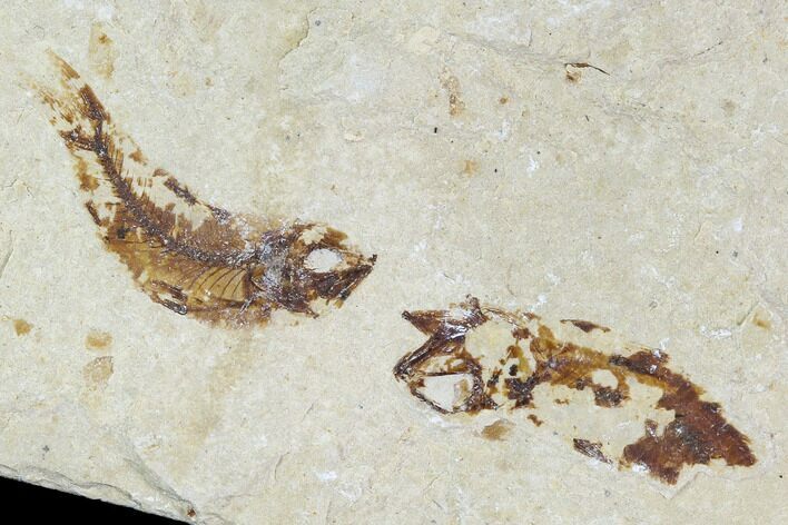 Bargain, Cretaceous Fossil Fish (Armigatus) - Lebanon #110845